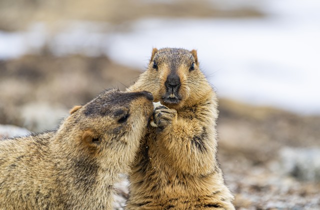 無人機被土撥鼠叼進洞 游客求助客服