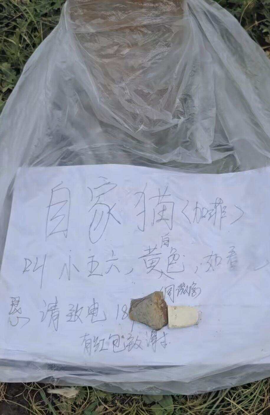 土撥鼠把加菲貓“拐”進(jìn)洞?當(dāng)?shù)鼗貞?yīng)查看更多>