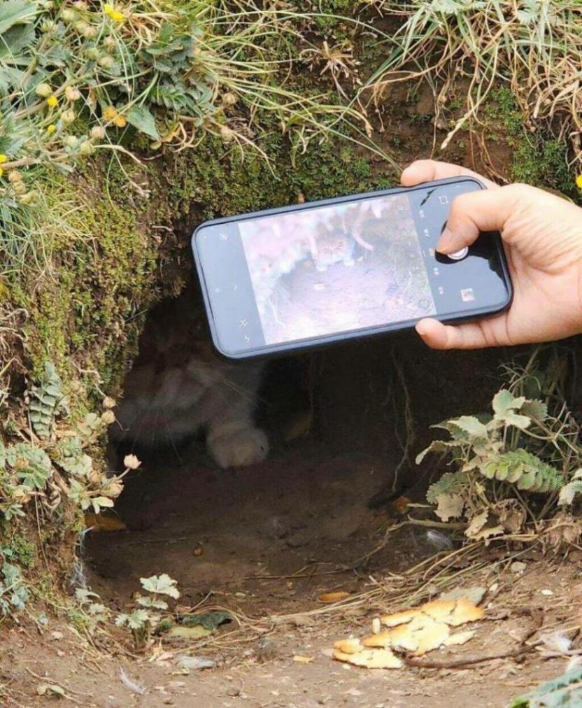 土撥鼠把加菲貓“拐”進(jìn)洞?當(dāng)?shù)鼗貞?yīng)查看更多>