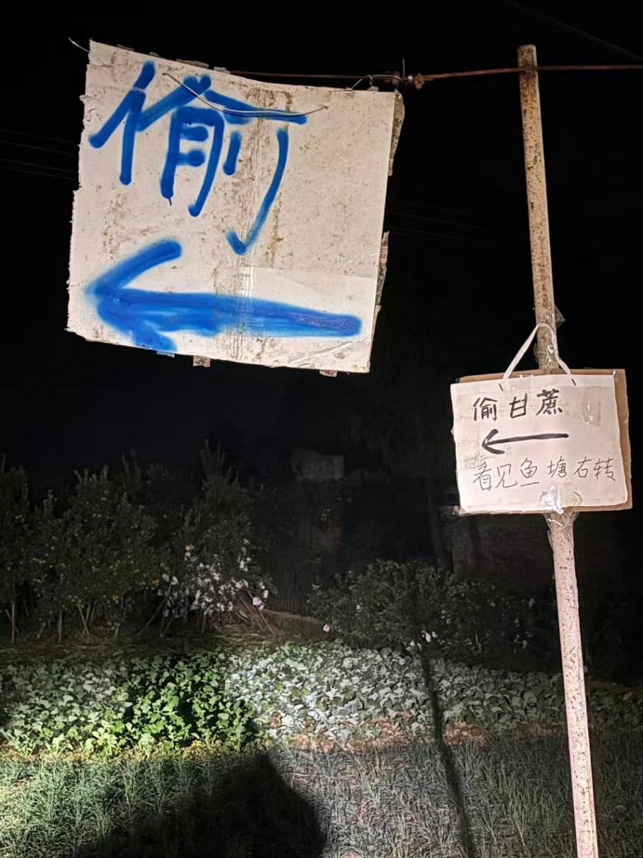 “偷甘蔗”爆火背后,是當代人憋瘋了的情緒出口!